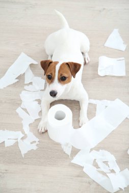 Güzel Jack Russell Terrier köpeği oyuncakla yerde yatıyor.