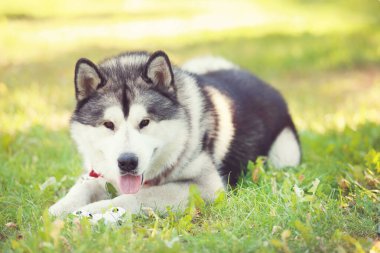 Malamute köpeği oyuncakla çimlerin üzerinde yatıyor.