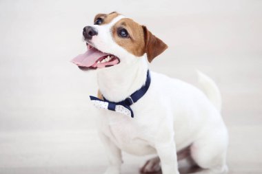 Güzel Jack Russell Terrier köpeği yerde oturuyor.