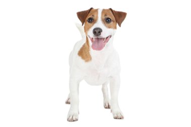 Güzel Jack Russell Terrier köpeği beyaz arka planda izole edilmiş.