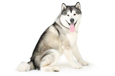 Beyaz arkaplanda Malamute köpeği izole edildi