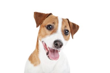 Güzel Jack Russell Terrier köpeği beyaz arka planda izole edilmiş.