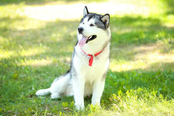 Malamute dog sitting on the grass in park — Stock Photo, Image
