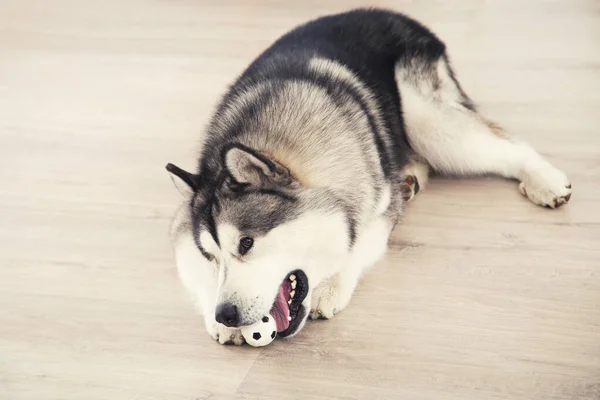 Malamute pies z zabawką leżącą na podłodze w domu — Zdjęcie stockowe