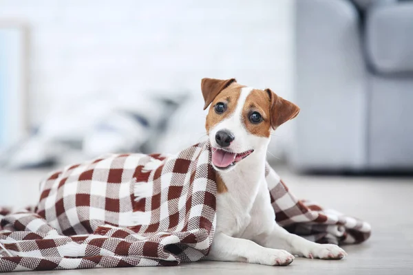 Hermoso perro Jack Russell Terrier con yeso a cuadros en casa — Foto de Stock