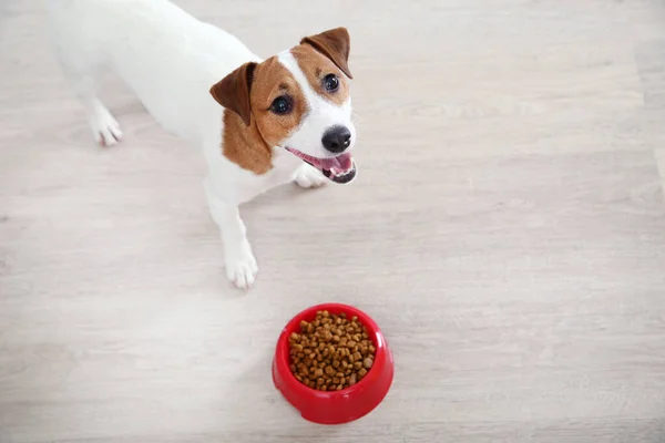 Bonito cão Jack Russell Terrier com comida seca na tigela — Fotografia de Stock