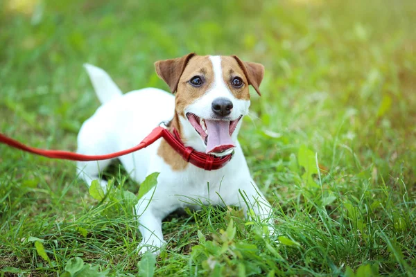 Krásný Jack Russell teriér pes v parku — Stock fotografie