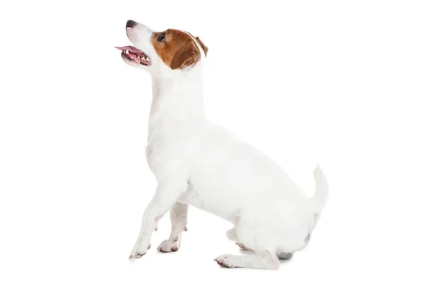 Hermoso perro Jack Russell Terrier aislado sobre fondo blanco — Foto de Stock