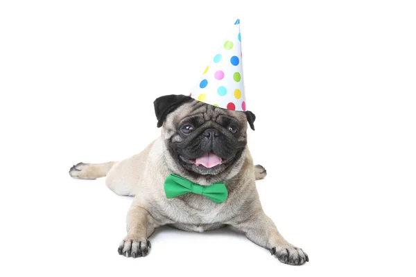 Pug Dog met strikje en verjaardag Cap op witte achtergrond — Stockfoto