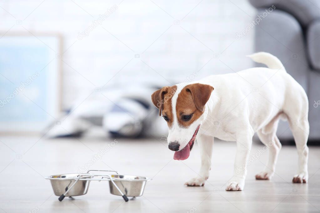 Beautiful Jack Russell Terrier dog with dry food in bowl