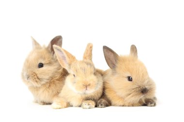 Beyaz arka planda izole edilmiş tavşanlar