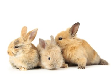 Beyaz arka planda izole edilmiş tavşanlar