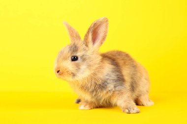 Sarı arka planda tavşan var.