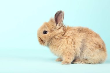 Mavi arka planda tavşan