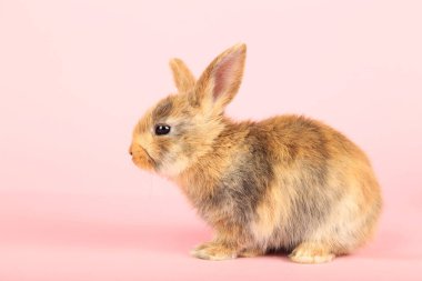 Pembe arka planda tavşan