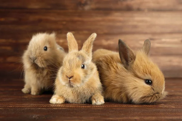 Bunny rabbits on brown wooden table — Stock Photo, Image