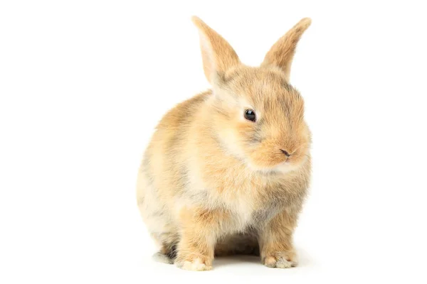 Bunny rabbit isolated on white background — Stock Photo, Image