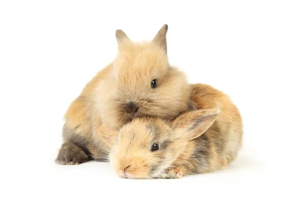 Bunny rabbits isolated on white background — Stock Photo, Image