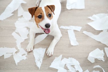 Güzel Jack Russell Terrier köpeği oyuncakla yerde yatıyor.