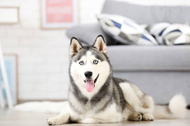 Husky köpek evde yerde yatıyor