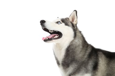 İri yarı köpek beyaz arka planda izole edilmiş.