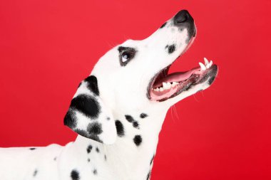Kırmızı arka plan üzerinde Dalmaçyalı köpek