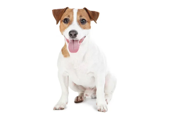 Όμορφη Jack Russell Terrier σκυλί απομονώνονται σε λευκό φόντο — Φωτογραφία Αρχείου