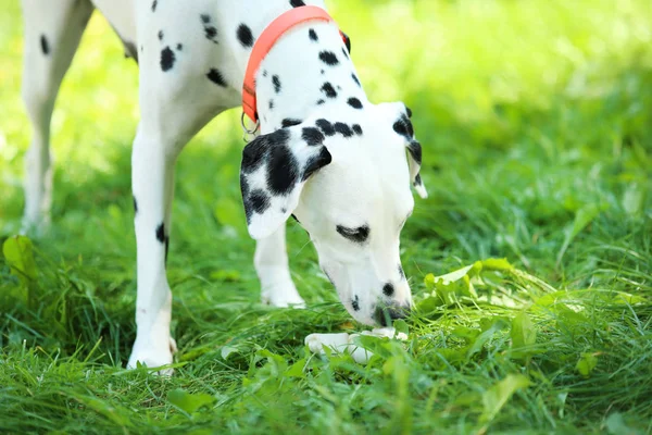 Chien dalmate debout sur l'herbe dans le parc — Photo