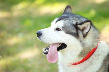 Parktaki Malamute köpeği