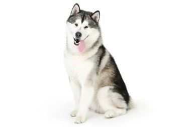 Beyaz arkaplanda Malamute köpeği izole edildi