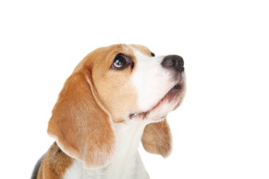 Beyaz arka planda izole edilmiş av köpeği.