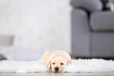 Labrador köpek yavrusu evde beyaz halı üzerinde yatıyor
