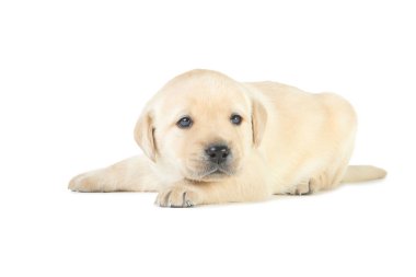 Labrador köpek yavrusu beyaz arkaplanda izole edildi