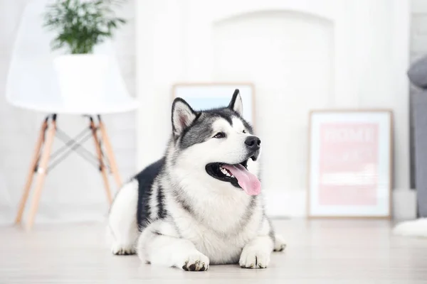 Malamute perro acostado en el suelo en casa — Foto de Stock