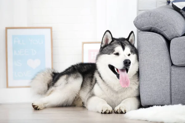 Malamute dog lying on the floor at home — Stock Photo, Image