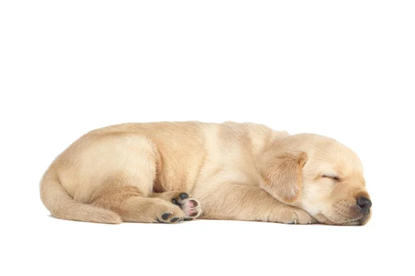 Лабрадор щенок изолирован на белом фоне — стоковое фото