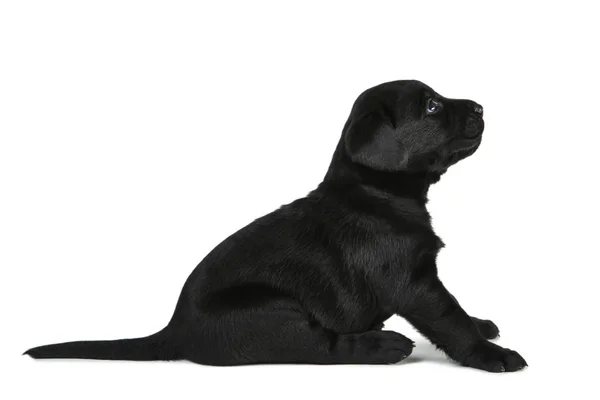 Labrador schwarzer Welpe isoliert auf weißem Hintergrund — Stockfoto