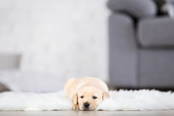 Labrador szczeniak leżący na białym dywanie w domu — Zdjęcie stockowe