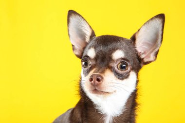 Sarı arka planda chihuahua köpeği