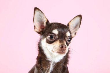 Pembe arka planda Chihuahua köpeği