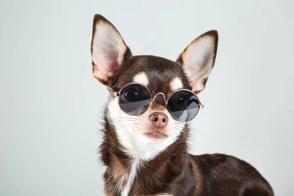 Chihuahua Pies Okularach Przeciwsłonecznych Szarym Tle — Zdjęcie stockowe