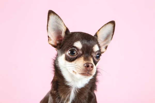 Chihuahua Dog Pink Background — Stock Photo, Image