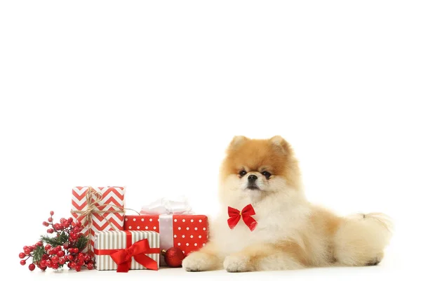 白い背景に隔離されたギフトボックスと赤い果実を持つポメラニア犬 — ストック写真