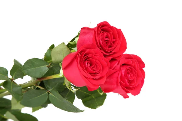 58,424 Red Roses Stock Photos, High-Res Pictures, and Images - Getty Images