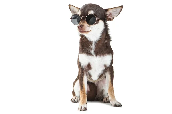 Chihuahua Hond Zonnebril Geïsoleerd Witte Achtergrond — Stockfoto