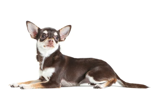 Chihuahua Dog Isolated White Background — Stock Photo, Image