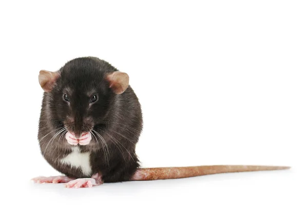 Black rat isolated on white background — Stock Photo, Image