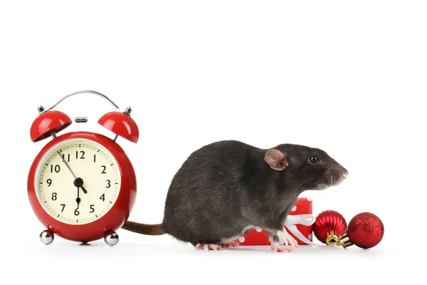 Black rat with red alarm clock, gift box and christmas ornaments — Stock Photo, Image