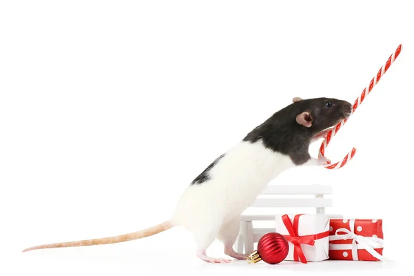 Rata sosteniendo bastón de caramelo, cajas de regalo y banco de madera en bac blanco — Foto de Stock