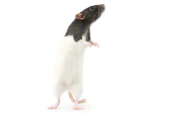 Szczur izolowany na białym tle — Zdjęcie stockowe